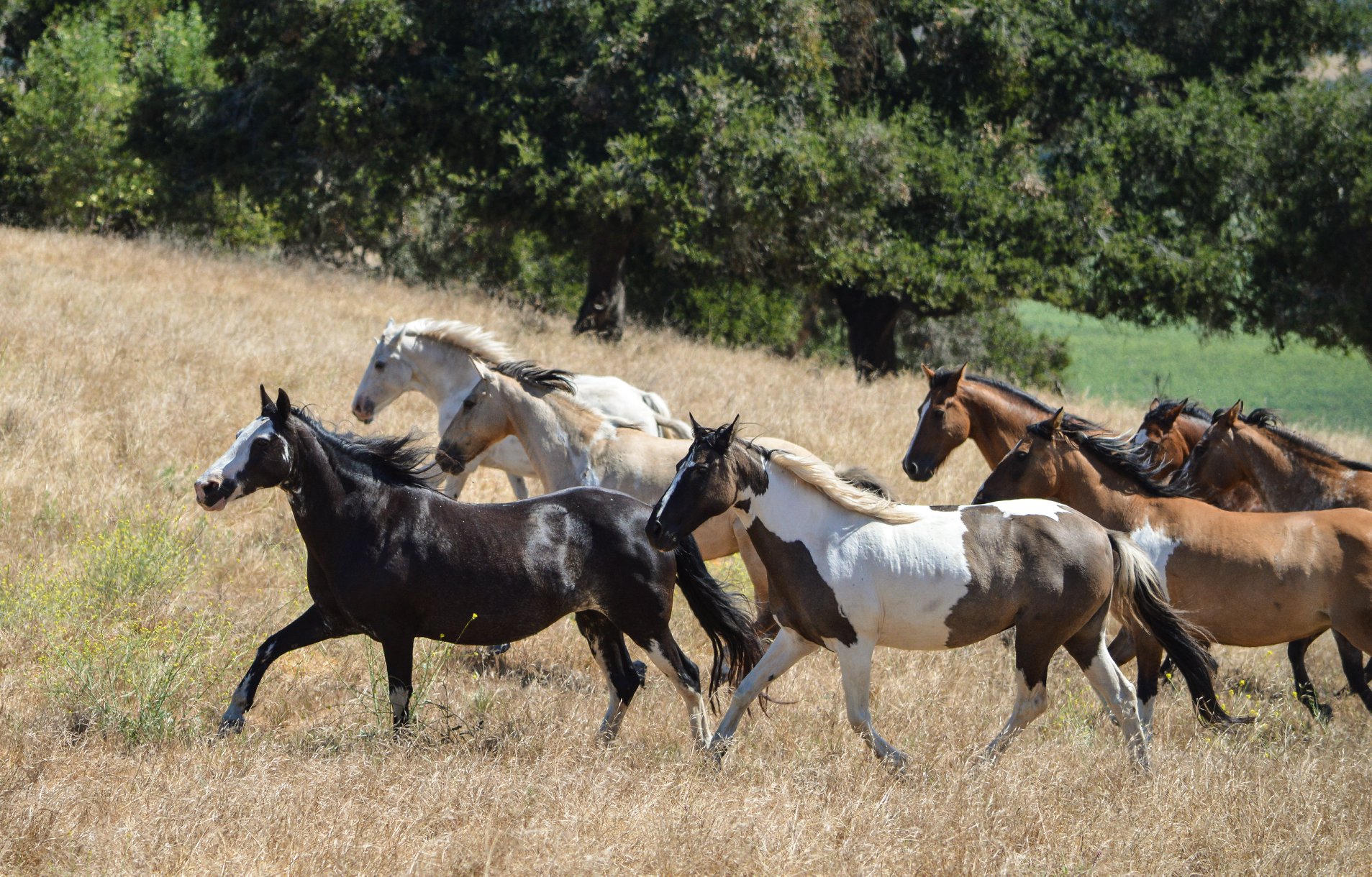 Choctaw Horse